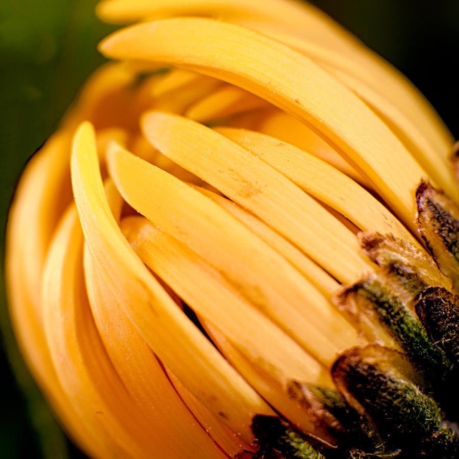Golden Spiral, Yellow Flower Bud Macro by Omaste Witkowski