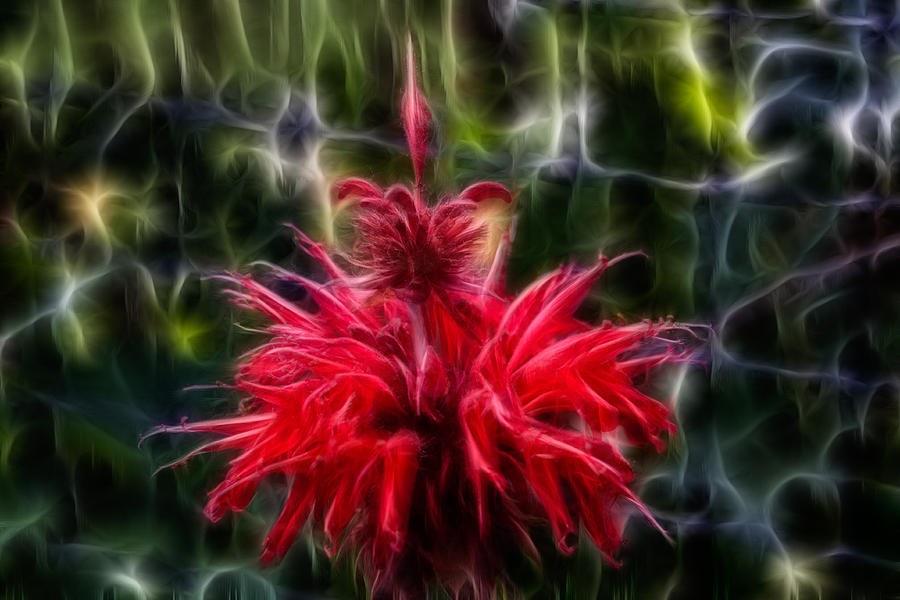 Lady in Red by Omaste Witkowski