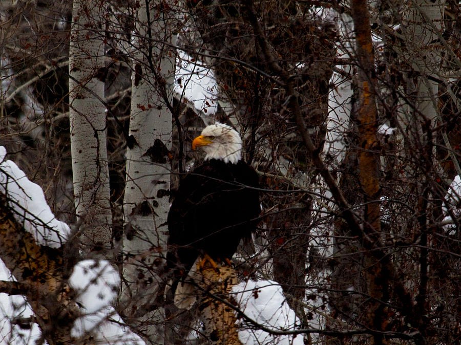 Bald Eagle by Omaste Witkowski