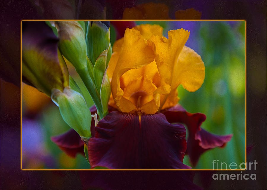 A Golden Iris Singing Natures Joyful Tune by Omaste Witkowski