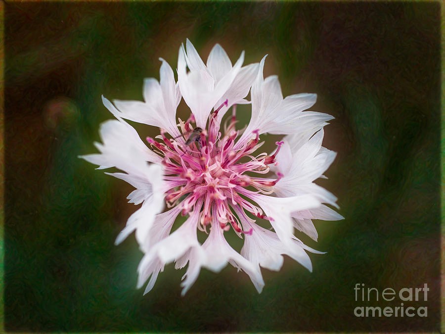 Luminous Starburst, White Flower from Above by Omaste Witkowski