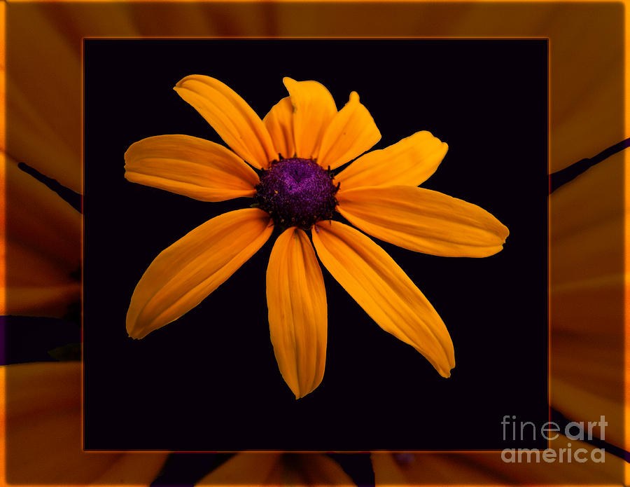 Ember Bloom, Orange Flower on Black by Omaste Witkowski