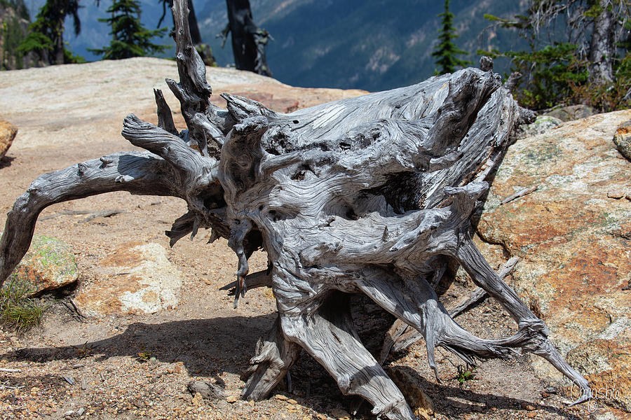 Abstract Roots Artwork in The North Cascades Mountains by Omashte by Omaste Witkowski