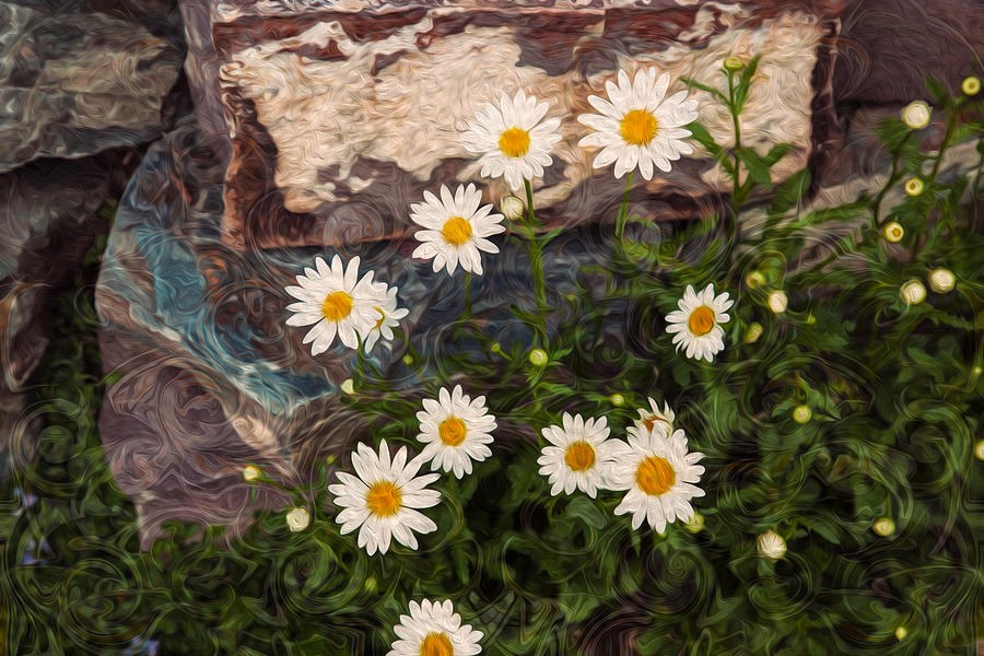 Still Daisies and Stirred Stone by Omaste Witkowski