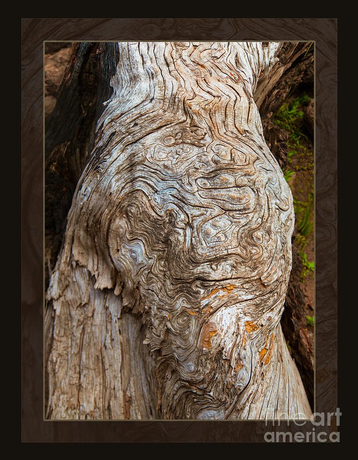 Ancient Expression of Beauty by Omaste Witkowski