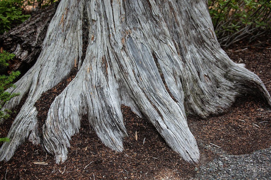 Ancient Roots Along The North Cascades Highway in The Spring by Omashte by Omaste Witkowski