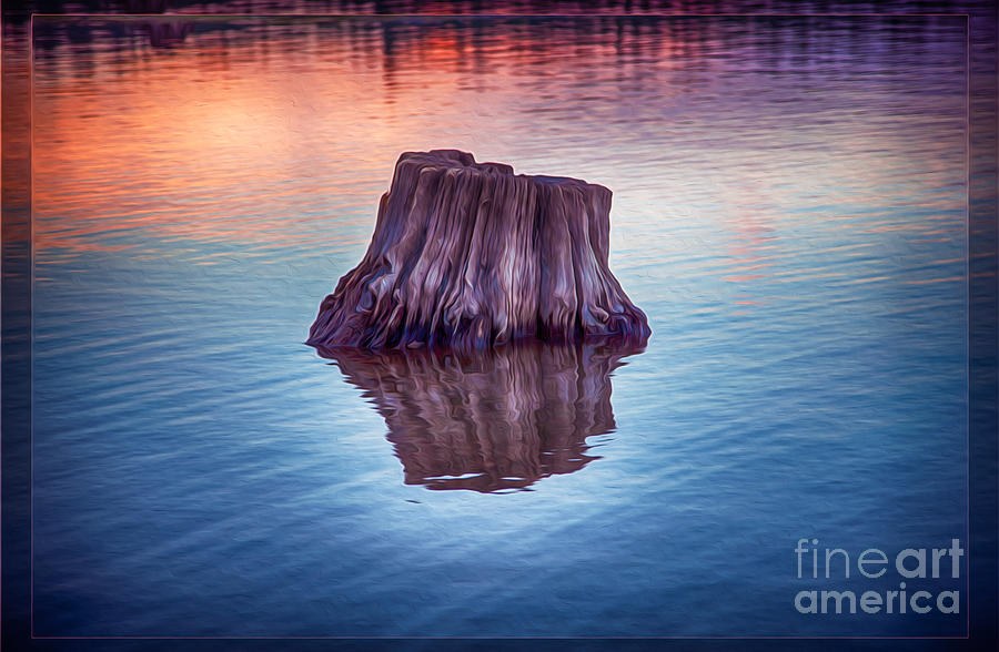 Ancient Tree Reflecting the Sunrise by Omaste Witkowski