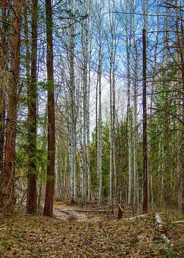 Arrowleaf Trail in Mazama Fall Mountain Art by Omashte by Omaste Witkowski
