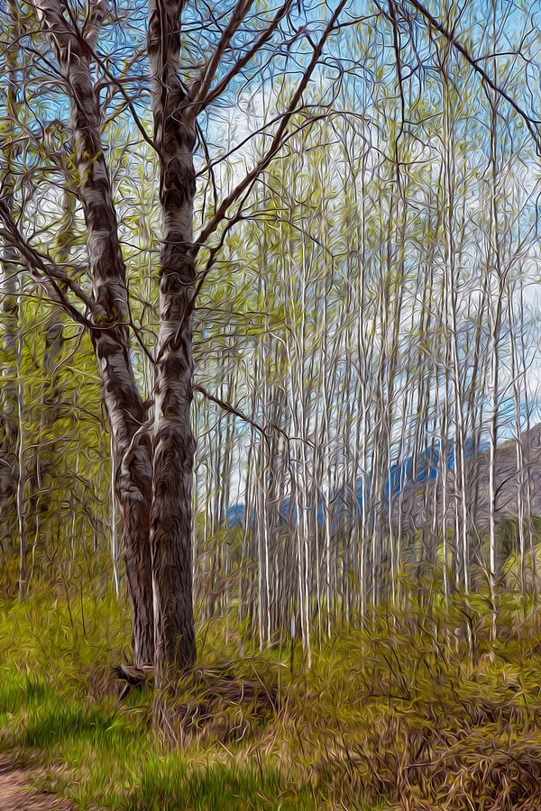 Aspen Trees Proudly Standing by Omaste Witkowski