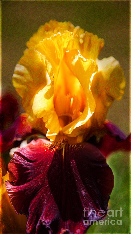 Bearded Beauty Golden Iris Garden Art by Omaste Witkowski by Omaste Witkowski