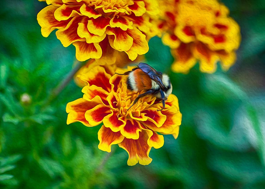 Bee My Friend Miss Marigold by Omaste Witkowski