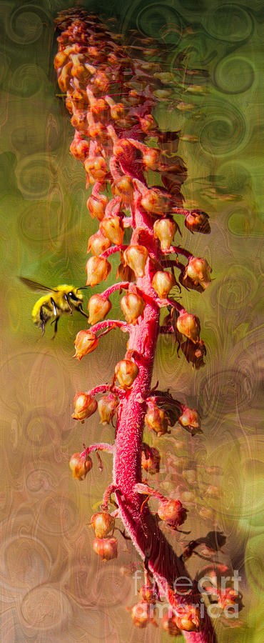 Quiet Hover, Bee and Red Flower Spike by Omaste Witkowski