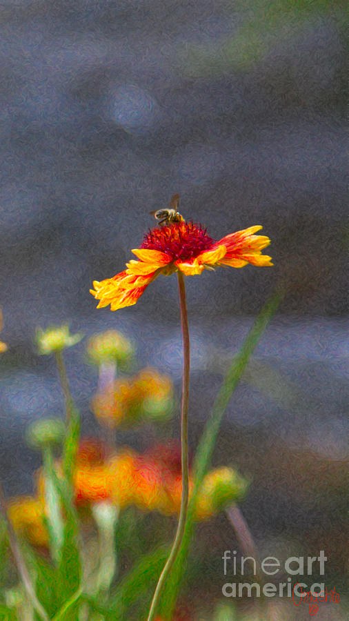 Beeutiful Orange Methow Valley Flowers by Omashte by Omaste Witkowski