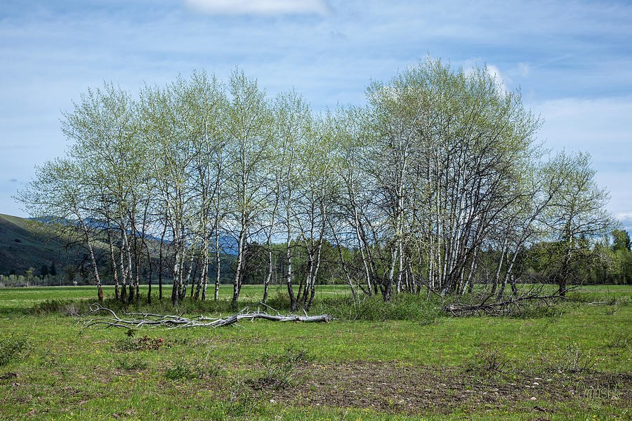 Big Valley Views Spring Meadow to Mazama Art by Omashte by Omaste Witkowski