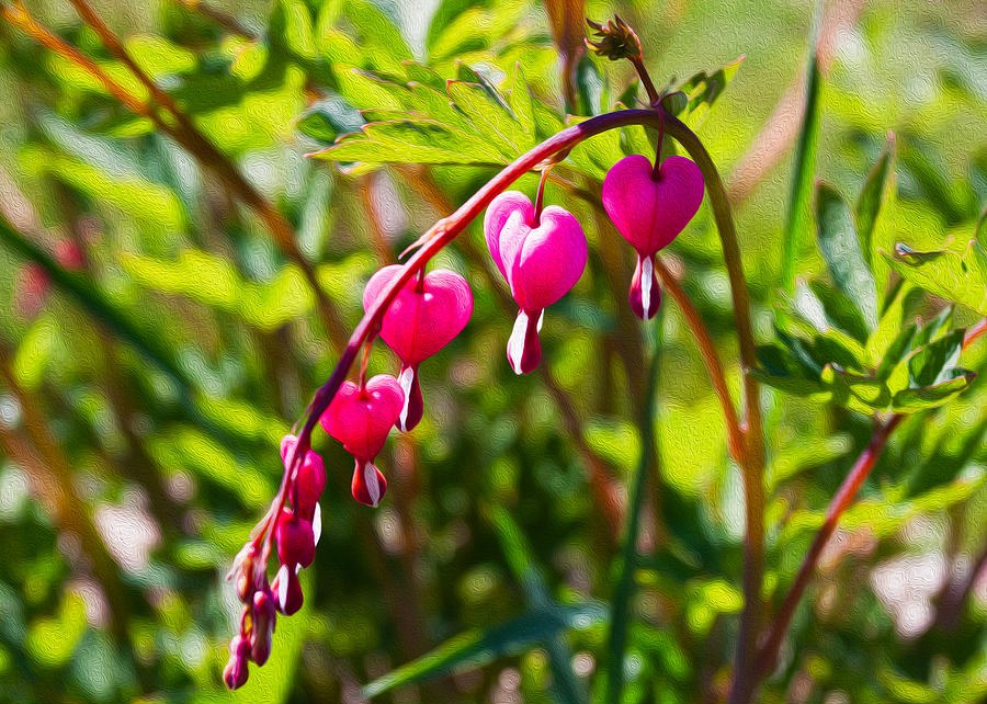Bleeding Heart by Omaste Witkowski