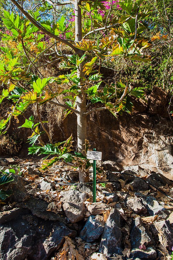 Breadfruit Tree by Omaste Witkowski