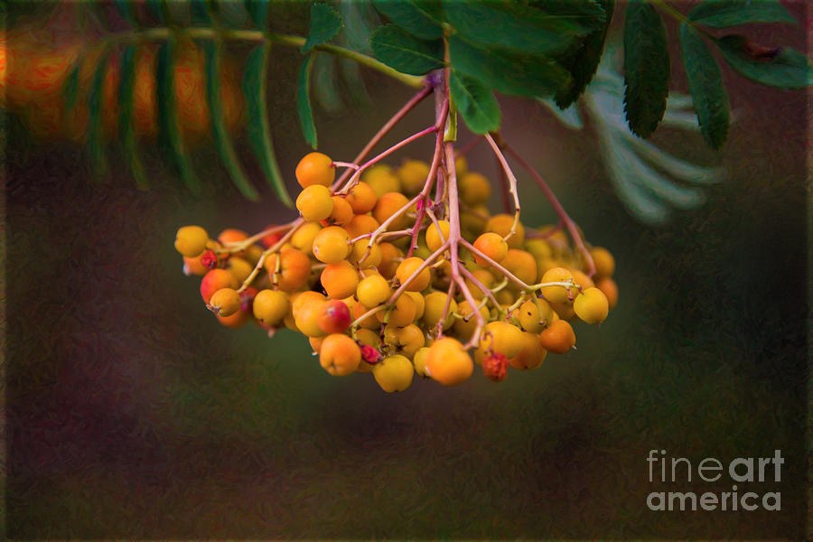 Berry Lanterns, Orange Berries Against Dark by Omaste Witkowski
