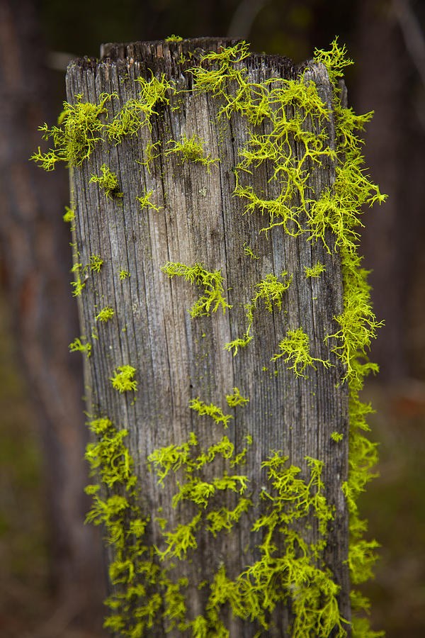 Bright Green Lace by Omaste Witkowski