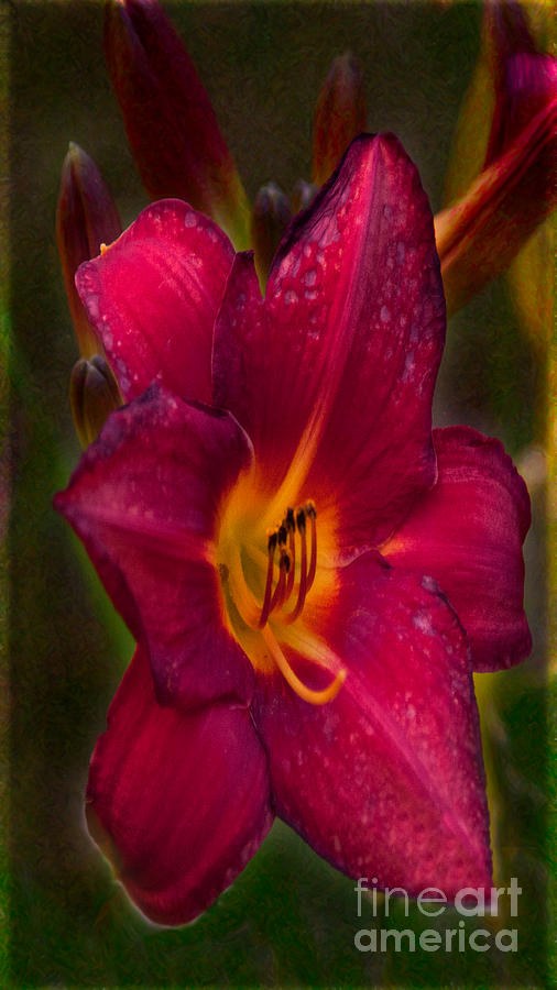 Burgundy Day Lily Garden Art By Omaste Witkowski by Omaste Witkowski