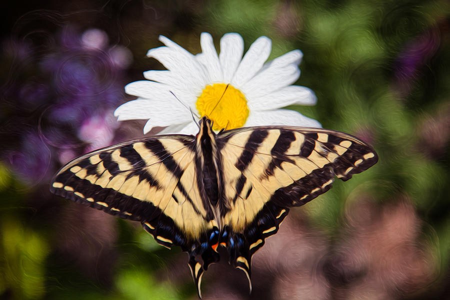 Summer Stillness, Swallowtail on a White Daisy by Omaste Witkowski