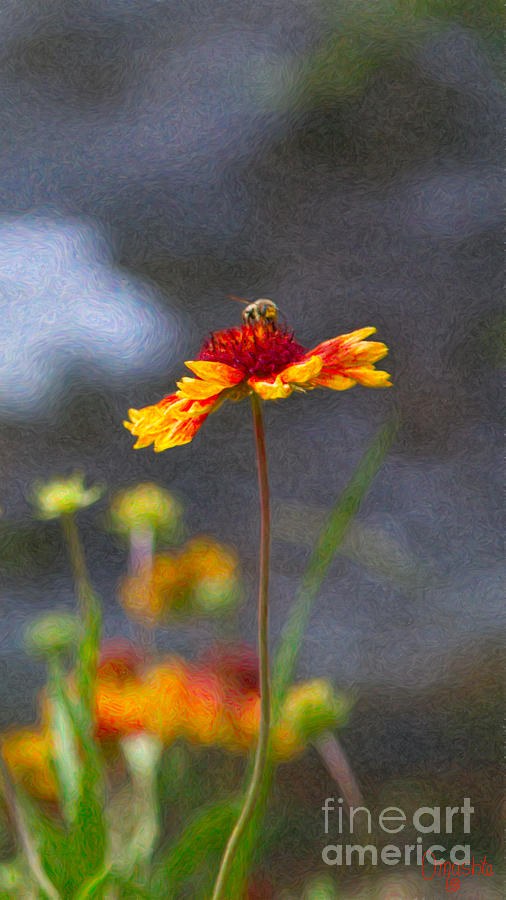 Buzzing Blissfully Methow Valley Flowers by Omashte by Omaste Witkowski