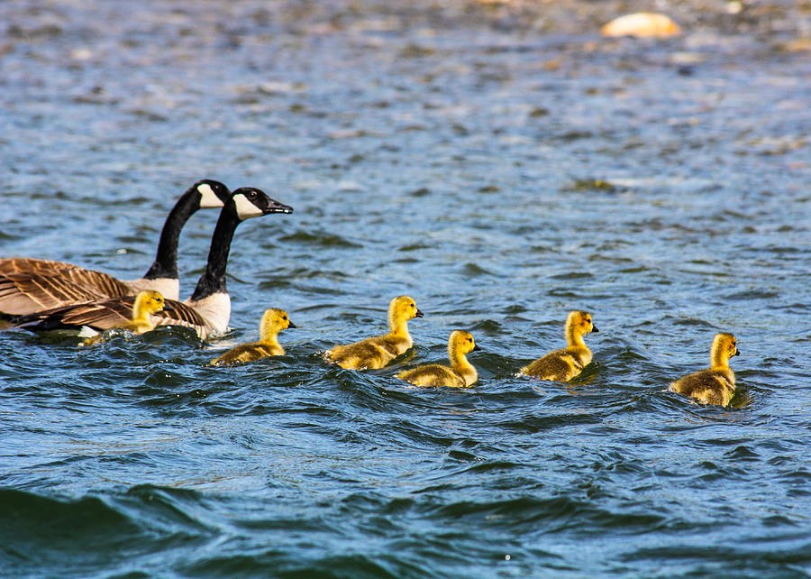 Canadian Geese and Goslings by Omaste Witkowski