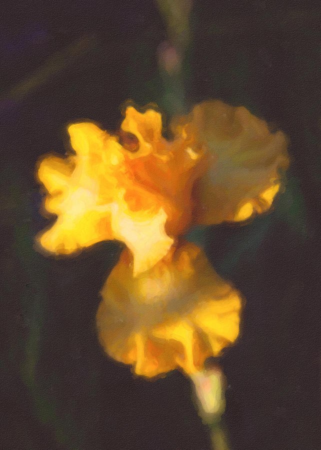 Ember Iris, Golden Bloom Aglow in Darkness by Omaste Witkowski