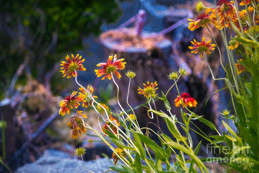 Colorful Imaginations Methow Valley Flowers by Omashte by Omaste Witkowski