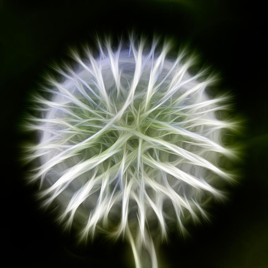 Quiet Starburst, Glowing Seed Head on Black by Omaste Witkowski