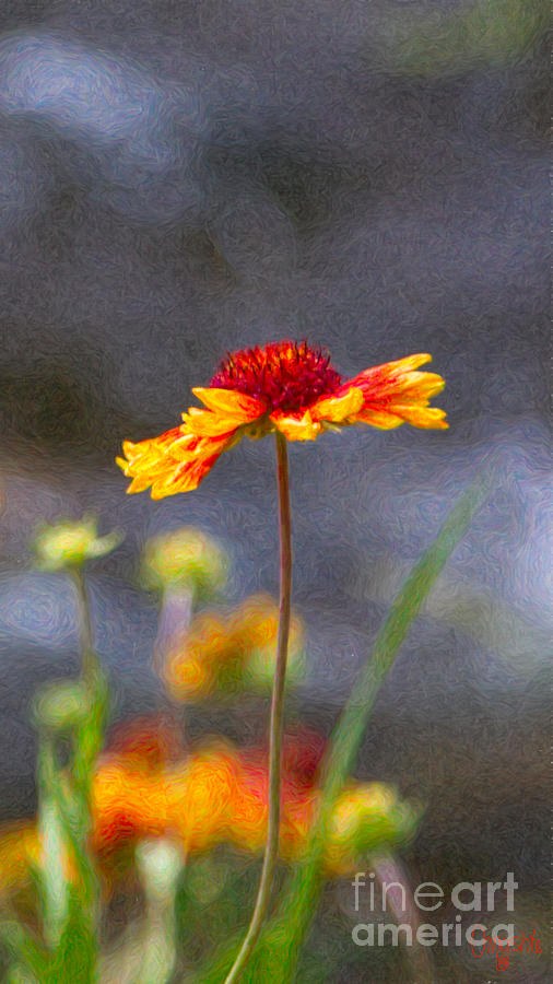 Dreaming In Colors Methow Valley Flowers by Omashte by Omaste Witkowski