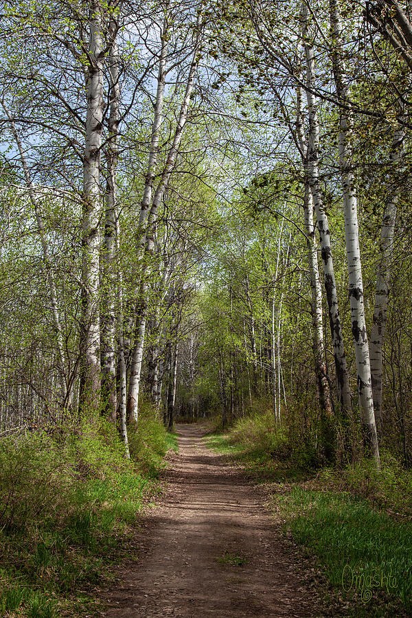 Dreamy Trees Along a Trail by Omaste Witkowski