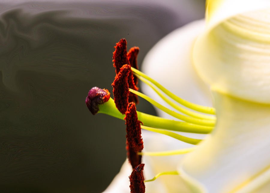 Easter Lily by Omaste Witkowski