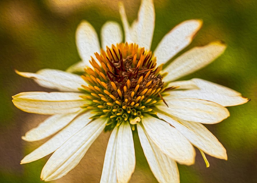 Echinacea Fading Beauty by Omaste Witkowski