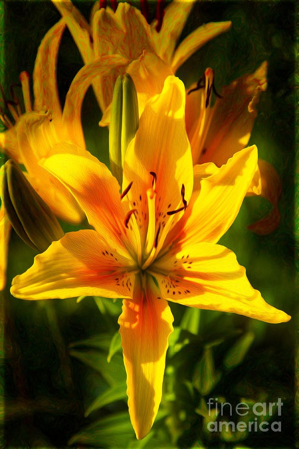 Enticing Bloom of Yellow And Orange Lilies Garden Art by Omaste by Omaste Witkowski