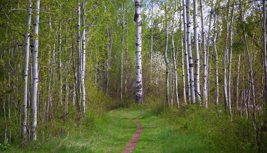 Exploring Spring Trails - Methow Valley Landscape Art by Omaste Witkowski