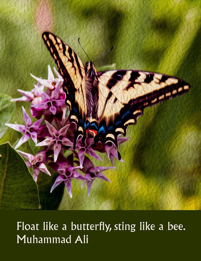 Float Like a Butterfly: Swallowtail on Pink Blossoms by Omaste Witkowski