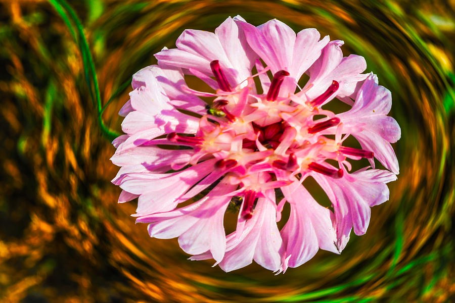 Eye of the Swirl, Pink Flower by Omaste Witkowski