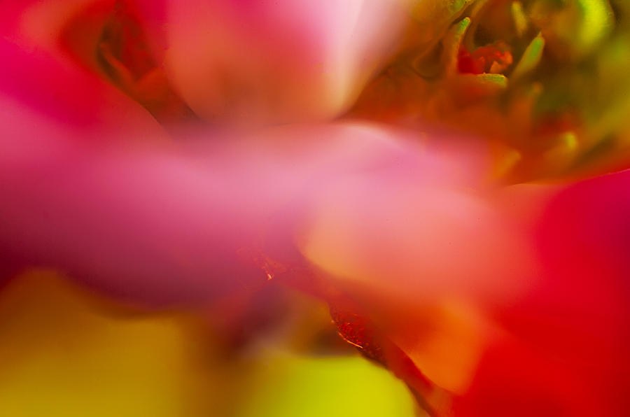 Flower Sprites by Omaste Witkowski