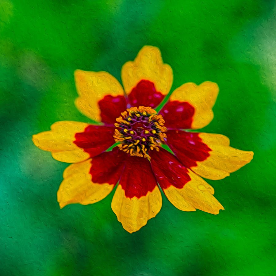 Flying Colors by Omaste Witkowski