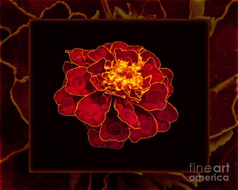 French Marigold Abstract Flower Art by Omaste Witkowski