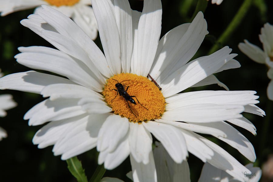 Friendly Daisy in the Spring Garden Flower Art by Omashte by Omaste Witkowski