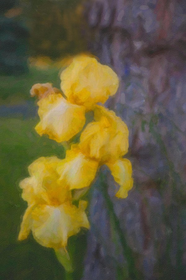 Lantern Irises, Yellow Bearded Iris by Omaste Witkowski