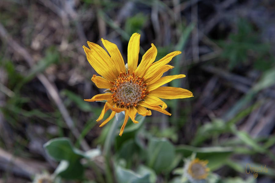 Golden Spring Balsamroot Flower in The Methow Valley Art by Omashte by Omaste Witkowski