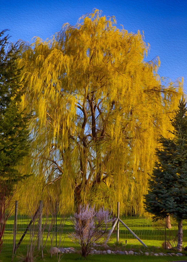 Golden Willow Tree by Omaste Witkowski
