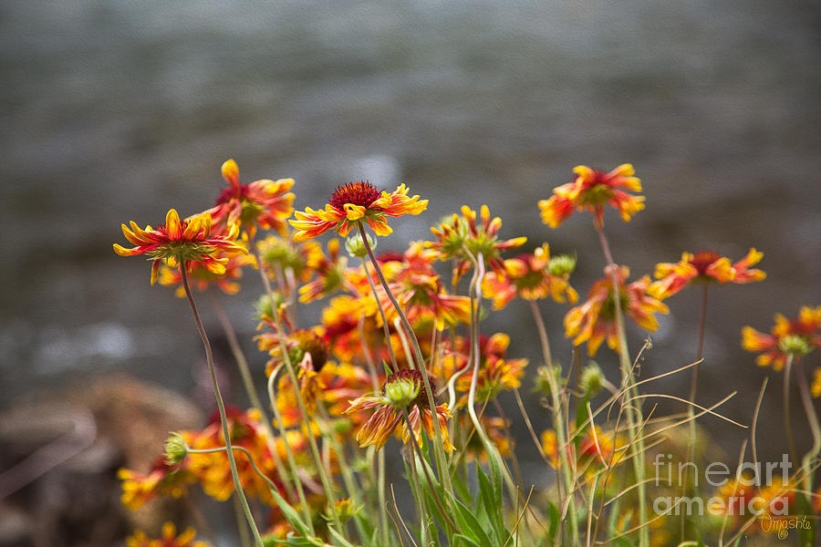 Graceful Wishes Methow Valley Flowers by Omashte by Omaste Witkowski