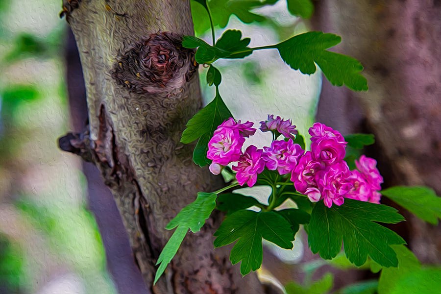 Hawthorn Romance by Omaste Witkowski