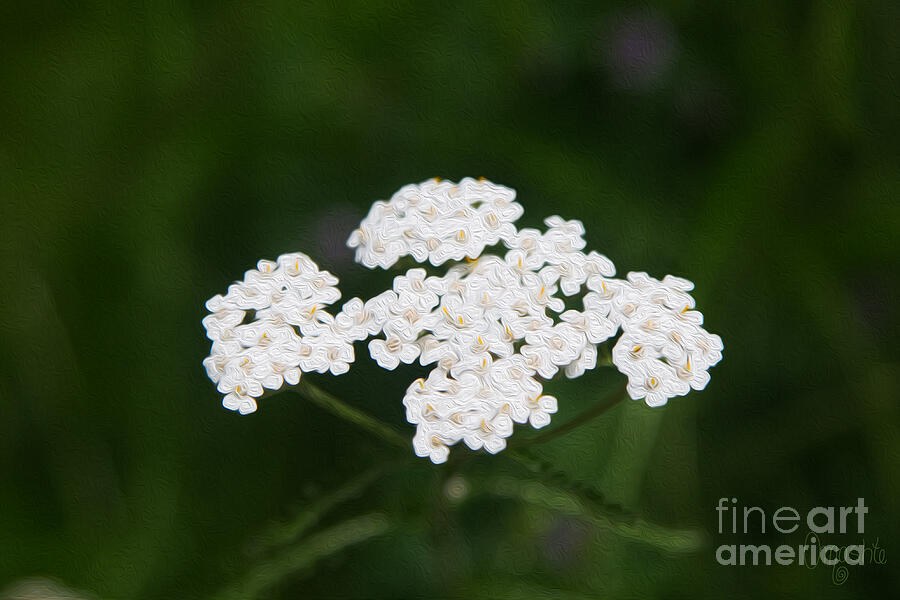 Herbal Excursions - White Yarrow in the Methow Valley by Omaste Witkowski