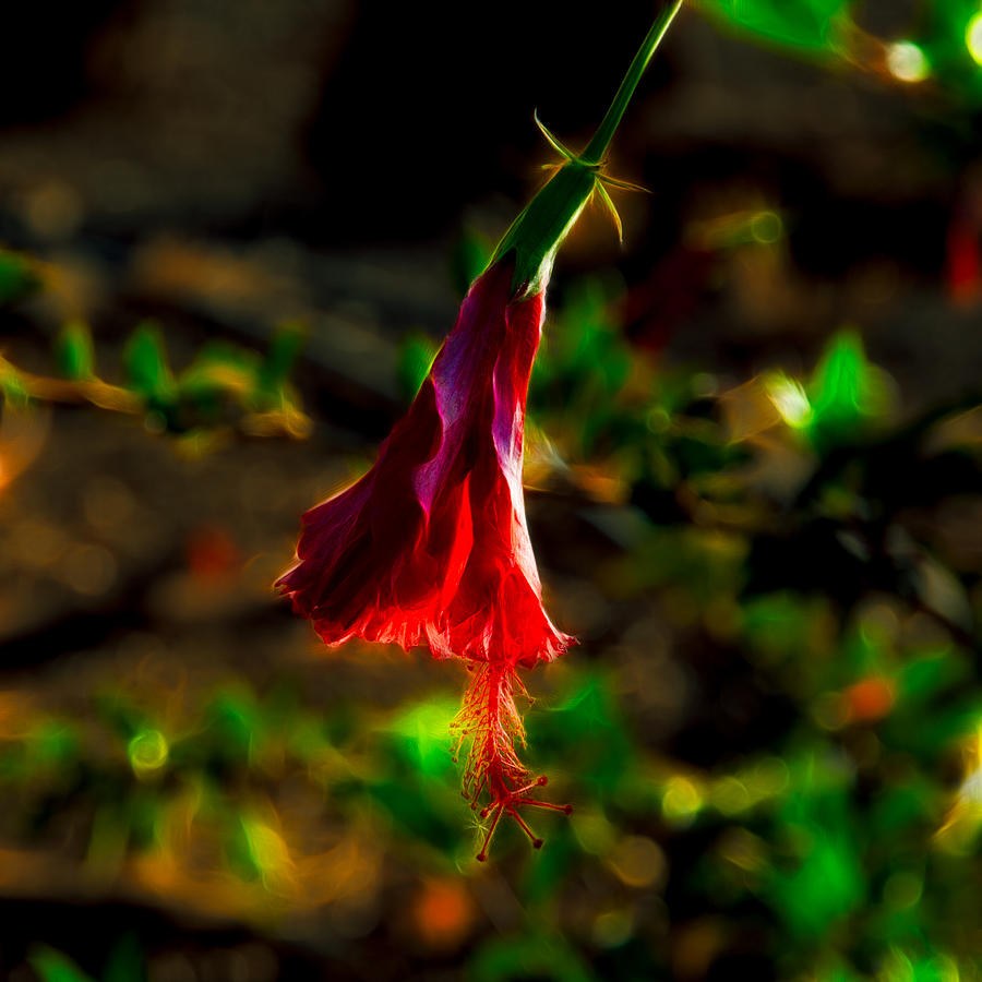 Hibiscus Abstract by Omaste Witkowski