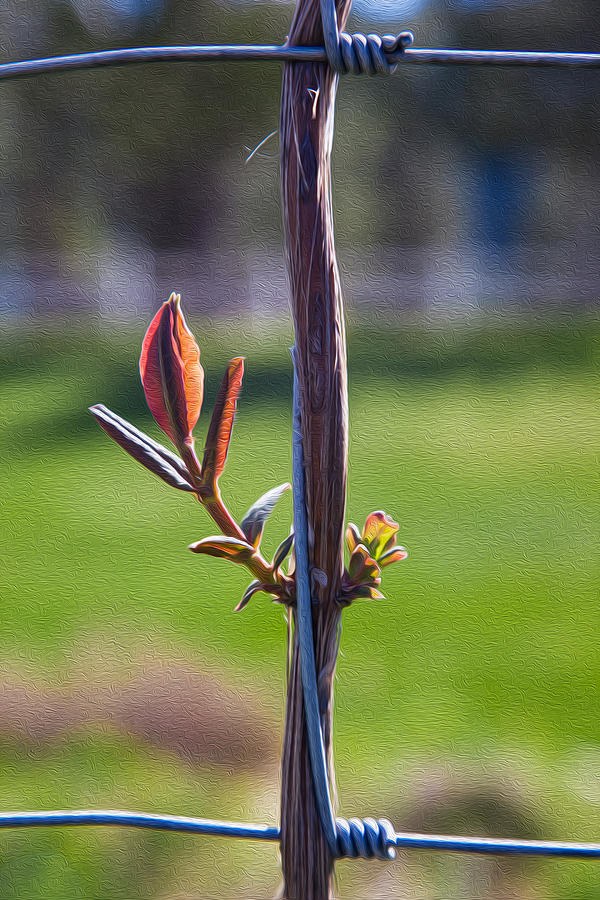 Hopeful Honeysuckle by Omaste Witkowski