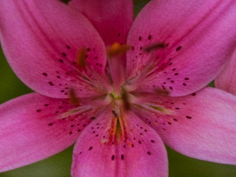 Hot Pink Close Up by Omaste Witkowski